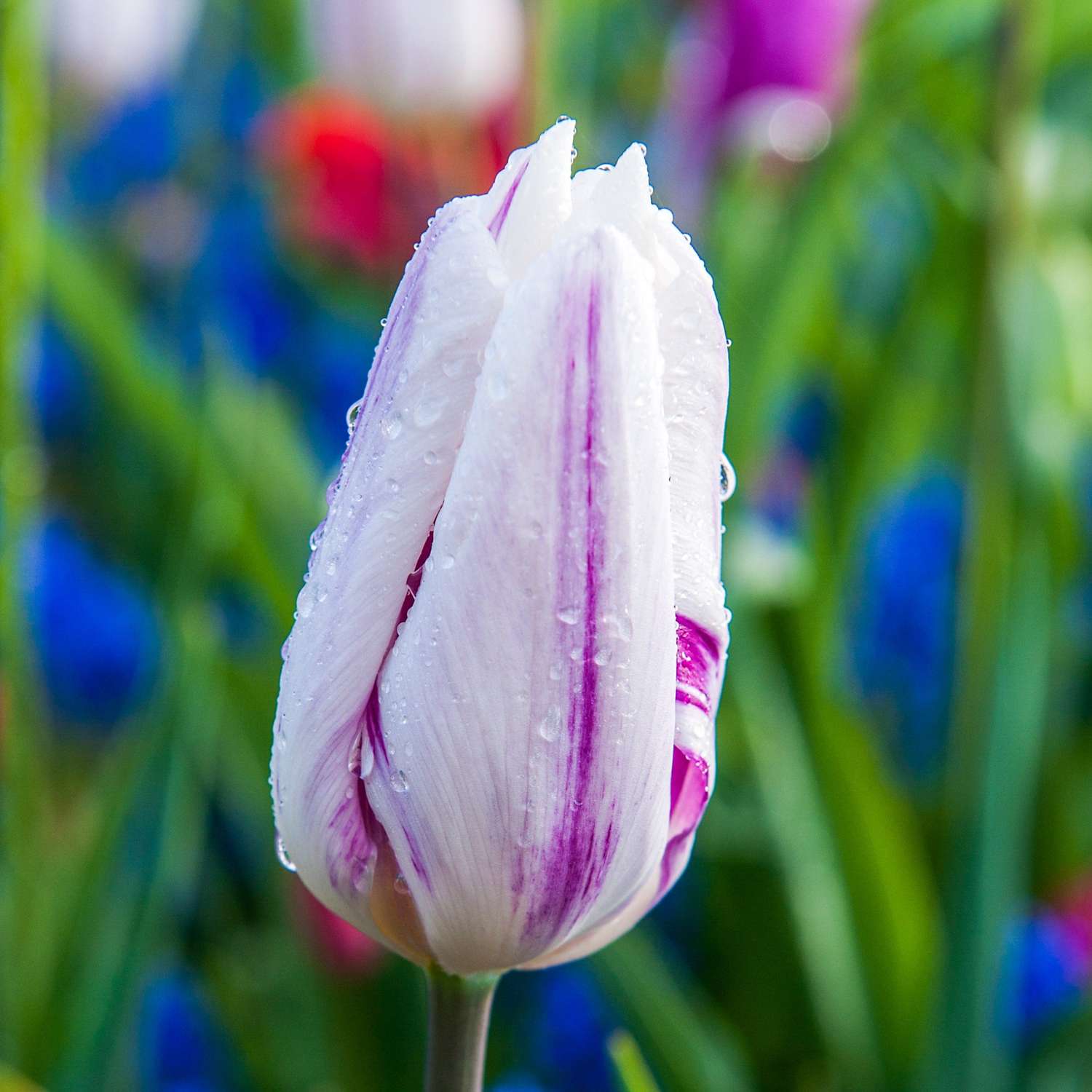 Tulpe 'Flaming Flag'
